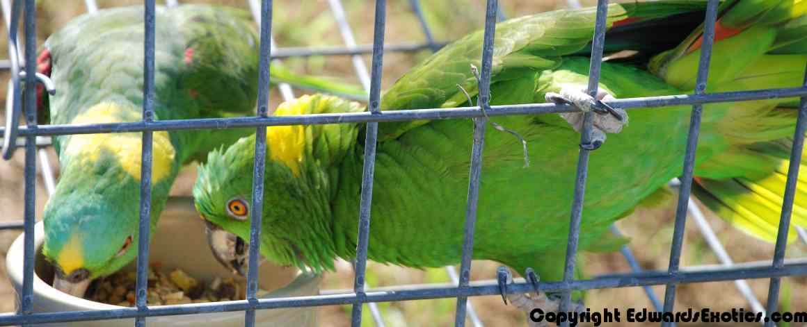 www.EdwardsExotics.com Presents: Hand Fed Baby Parrots from Hill Country of Central Texas